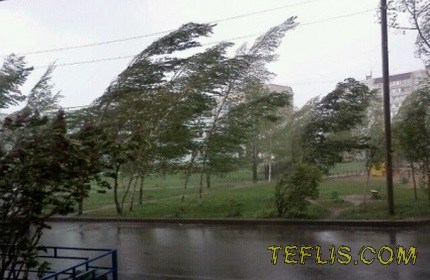 وزش شدید باد و سقوط چندین درخت در تفلیس